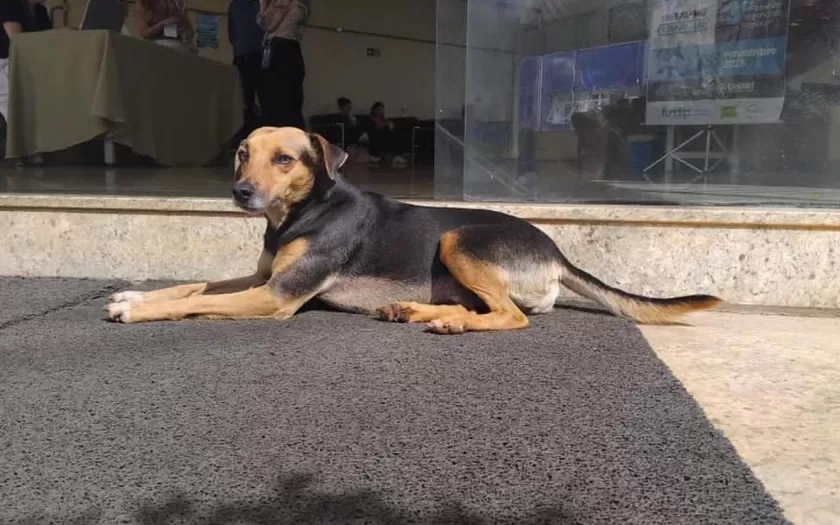 animais-comunitarios-unifal-mg