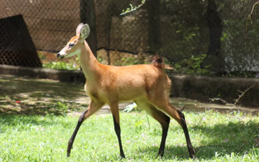 conservacao-animal-zoo-bh