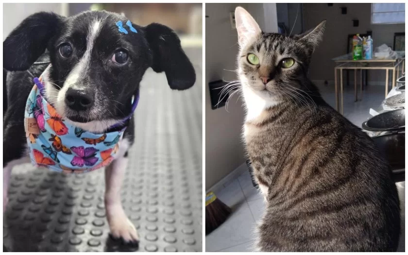 feira-adocao-animais-bh