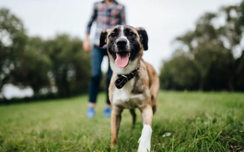 protetores-independentes-animais