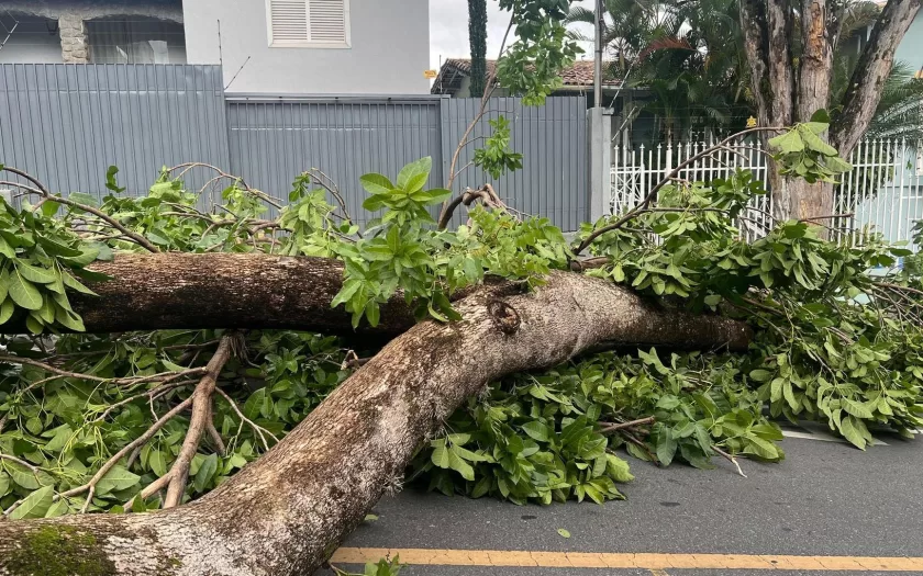 temporal-derruba-arvores-bh