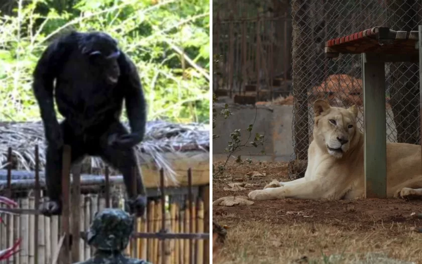 zoolygico-belo-horizonte