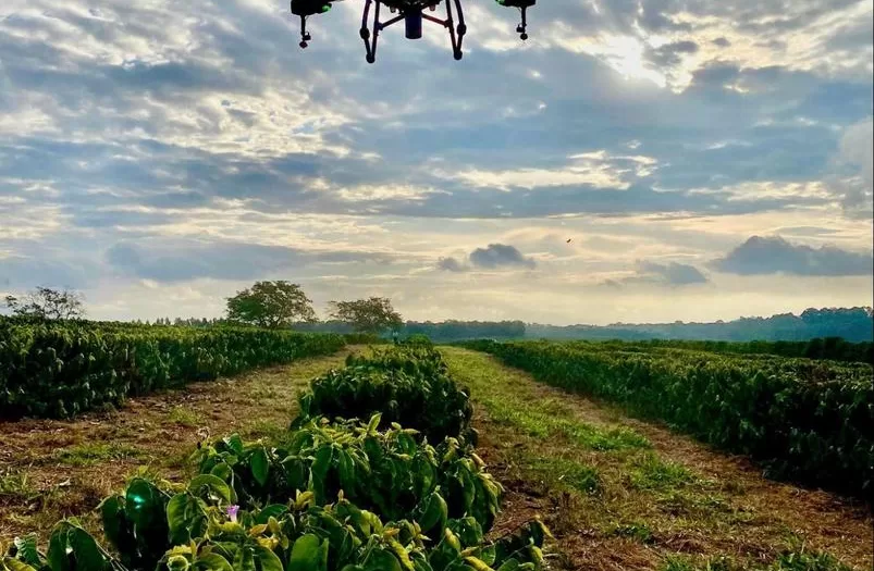 cafeicultura-digital-minas-gerais