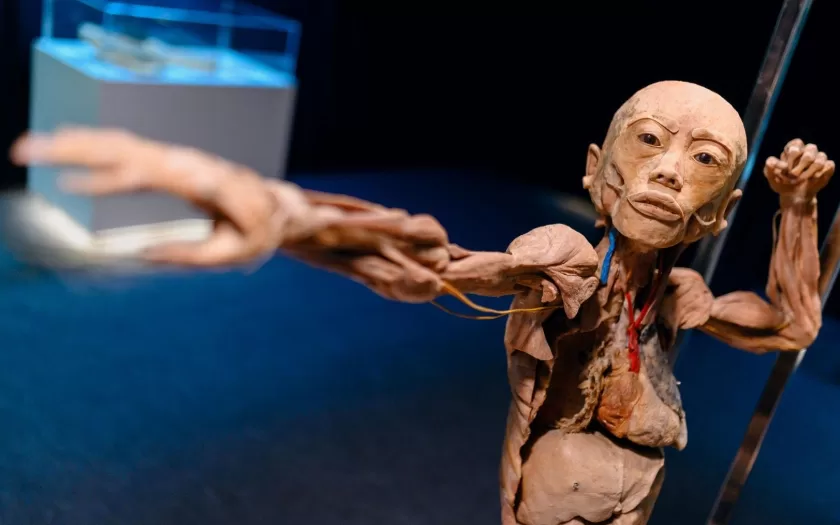 exposicao-human-bodies-bh-shopping