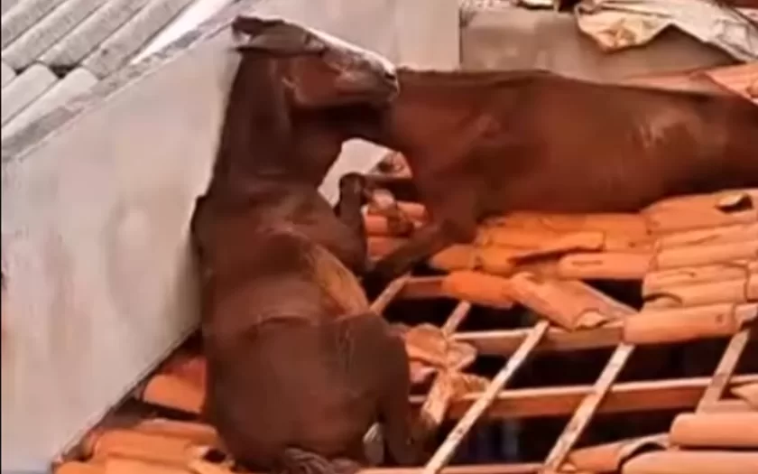 resgate-cavalos-telhado