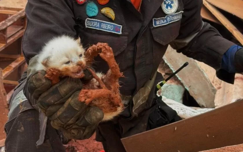 resgate-animal-juiz-de-fora-chuvas