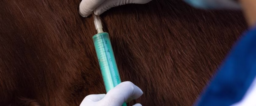 veterinarian inserting a syringe with medication under a horse's skin