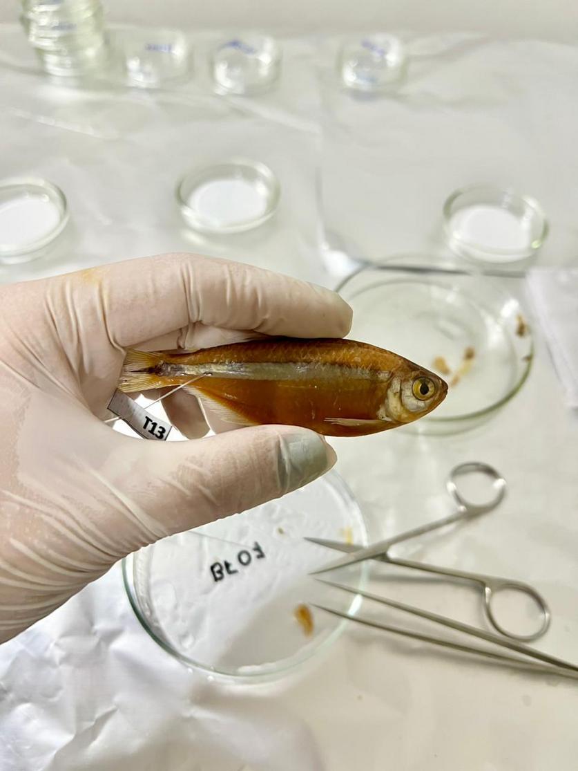 microplasticos-em-peixes